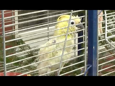 Video: Wie man einen Vogel streichelt