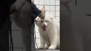 You can rely on me too #How adorable can a Samoyed be? #Creator Center #Creative inspiration #No res