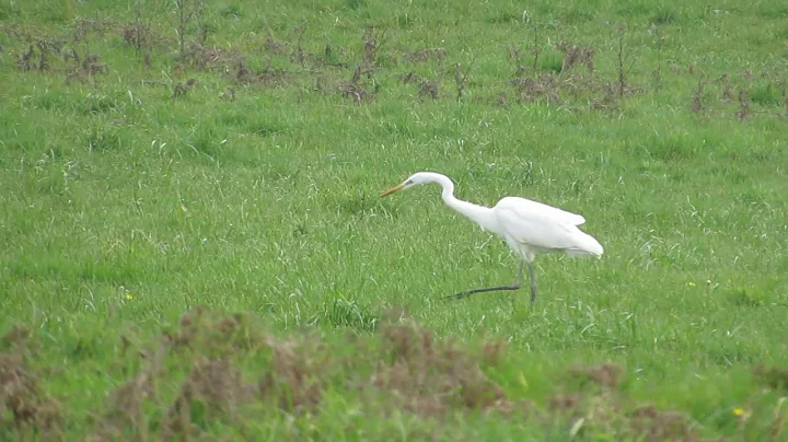 Brittany France. White Heron and a Kestrel come to...