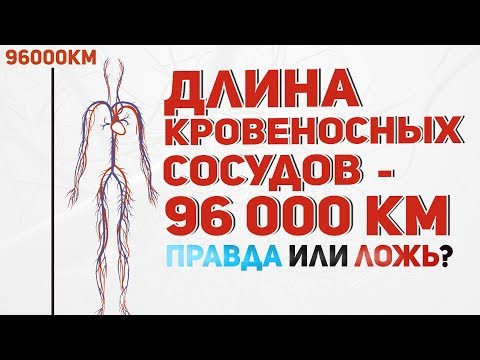 Длина  кровеносных сосудов  - 96 000 км - Правда или ложь?