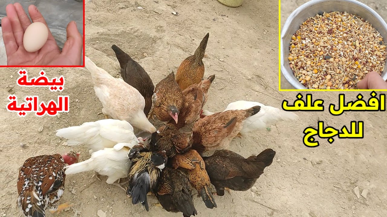 افضل علف الدجاج 🐔 بعت الديوك + الهراتية رجعت تبيض 🤩