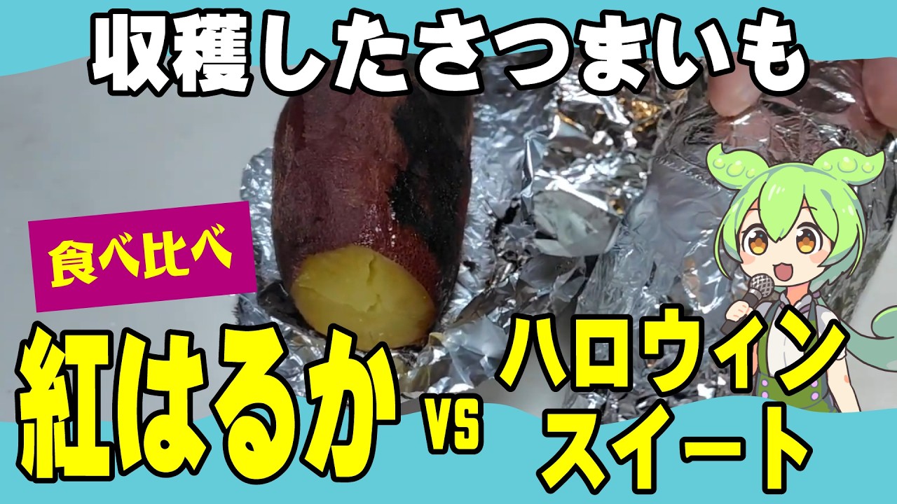 【収穫後焼き芋に】ハロウィンスイート vs 紅はるか　甘さや食感をレビュー