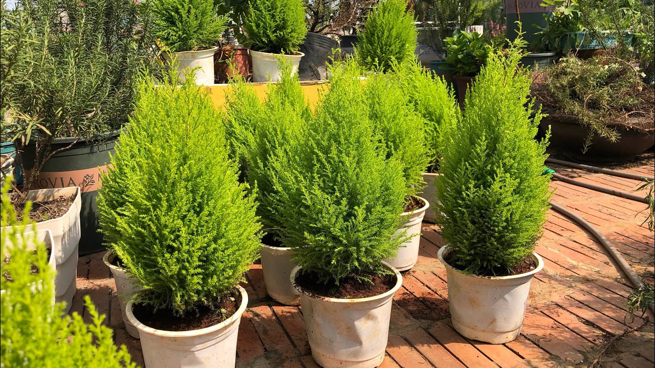 Top 10 cây cảnh khuân viên sân vườn Tạo nên không gian xanh tươi mát cho ngôi nhà của bạn