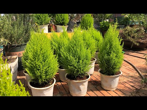 Video Cách trồng tùng thơm chuẩn quanh năm ở xứ nóng (lemon... - youtube