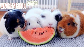 Guinea Pigs Eat Watermelon & awesome chewing sounds
its watermelon time for the guinea pigs! this is a big favorite amongst the guinea pig herd and everyone is really happy + awesome guinea pig chewing sounds
↓↓↓Little Adventures Shop Links:↓↓↓
America, Canada & other countries: https://shop.spreadshirt.com/littleadventures
Europe: https://shop.spreadshirt.de/LittleAdventures
UK version: https://shop.spreadshirt.co.uk/LittleAdventures/
●●●●●●●●●●●●●●●●●●●●●●●●●●●●●●●●●●●●●●●●●●●
Instagram: http://instagram.com/little.adventures4
Facebook: https://www.facebook.com/littleadventures4/
Twitter: https://twitter.com/littleadven4
Pinterest: https://www.pinterest.com/littleadven4/
Snapchat: littleadven4
●●●●●●●●●●●●●●●●●●●●●●●●●●●●●●●●●●●●●●●●●●●
Products-we-use-links*:
*Wash Bag for Fleece Liners: https://amzn.to/31v6Em3
* Our Fleece Liners: https://amzn.to/2Cs2JvE (we have the larger version of this)
* Similar Hay Rack: https://amzn.to/2OEspev
* Wood Log: https://amzn.to/31EKD4b
* Water Bottle Holder: https://amzn.to/2YGkF3d
* Water Bottle: https://amzn.to/31F2AzN
* Spaceship Carrier: https://amzn.to/3Muf1Wb
* Guinea Pig Fence Floor Time: https://amzn.to/31AgzXF
* Grid (C&C) Cage: https://amzn.to/2HeHmRn
* Suitable Store Bought Cage: https://amzn.to/33qpvk2
* Willow Bridge: https://amzn.to/2XLLBef
* Friedas Favorite Toy: https://amzn.to/2YZ1H7w
* Pet Camera: https://amzn.to/31CNLxs
* Camera I film with: https://amzn.to/2Twip8V
* These links are affiliate links, meaning I get a small commission if you choose to click on these links and buy something. Its not going to be more expensive but as an Amazon Associate I earn from qualifying purchases.
FAQ:
- How old are your guinea pigs?
Gatsby is 4 1/2, Lulu is 4, Nugget is 3, Lumi is 2 1/2 & Fitz is 7 months old
- What camera/ editing software do you use?
Canon Eos 77d, Sony ZV1 & Final Cut
- Dont they jump over the little gate?
No :) They could, but they dont.
●●●●●●●●●●●●●●●●●●●●●●●●●●●●●●●●●●●●●●●●●●●
Guinea Pig Noises 1: https://youtu.be/bES0evmRXZc
Morning Routine: https://youtu.be/lGVGFkQwtKA
Guinea Pig Noises 2: https://youtu.be/2RGw7rHFvVo
What to do when your guinea pig is pregnant: https://youtu.be/-3_QQ2Zvs94
●●●●●●●●●●●●●●●●●●●●●●●●●●●●●●●●●●●●●●●●●●●
Music from epidemic sound. Guinea Pigs Eat Watermelon & awesome chewing sounds