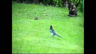 Cat Mouse Magpie