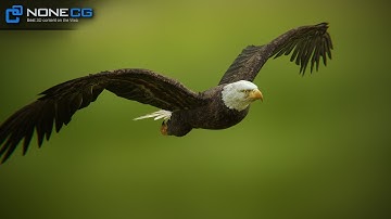 Animated Bald Eagle Unity