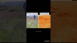 🔥 How Animals See The World 😨 #history #cow #snake