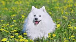 Naughty dogs japanese spitz | funny dog