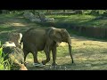 Zoo Trick Shots | Legendary Shots