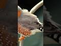 saci passaro #aves #ave #passaro #passaros #passarinho #pássaros #schorts #schortsvideo #