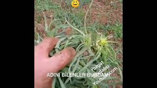 Yozgat Sevdalısı Bizim Ellerin Zamanı Ali Kızıltuğ