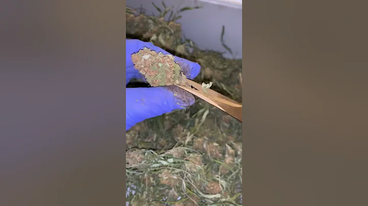 ASMR Trimming Hemp Bud