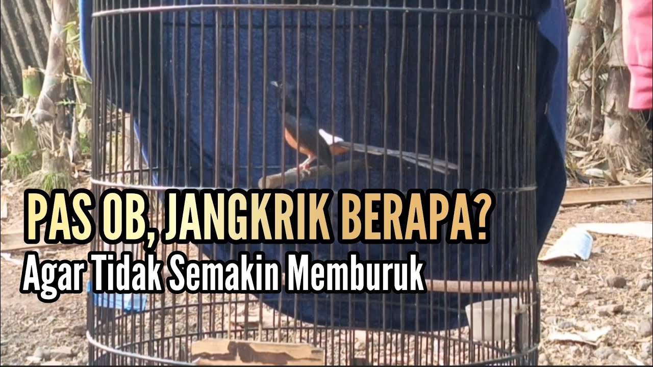 Ketika OB, Jangkrik Yang Pas Berapa? || Bengkel Murai Batu