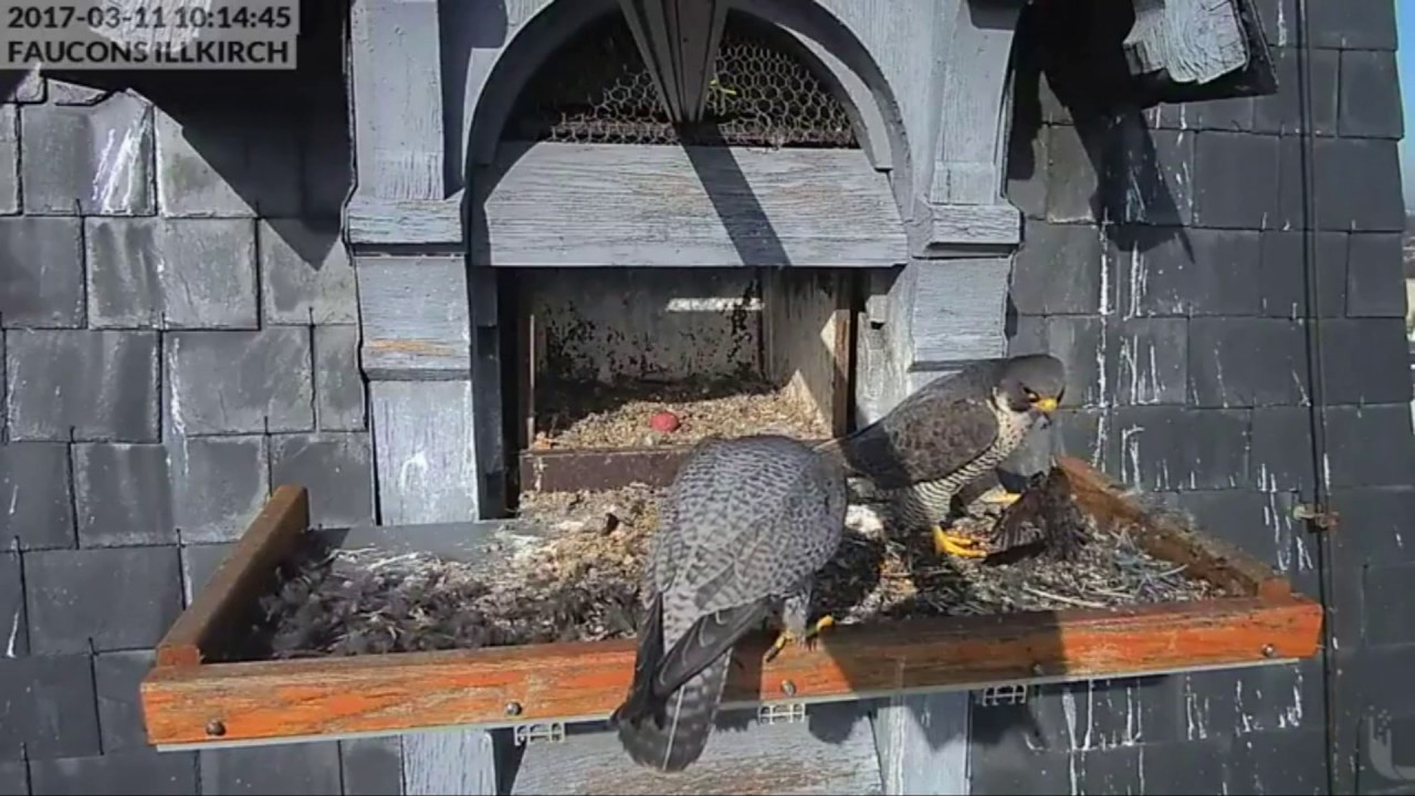 Faucons Pèlerins Illkirch En Direct Youtube Gratuit
