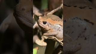 Garden Guardian: The Bullfrog #shorts #garden #bullfrogs #frog #pets #wildlife #wildlife #tropical