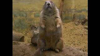 Dramatic Chipmunk DOUBLED!!!