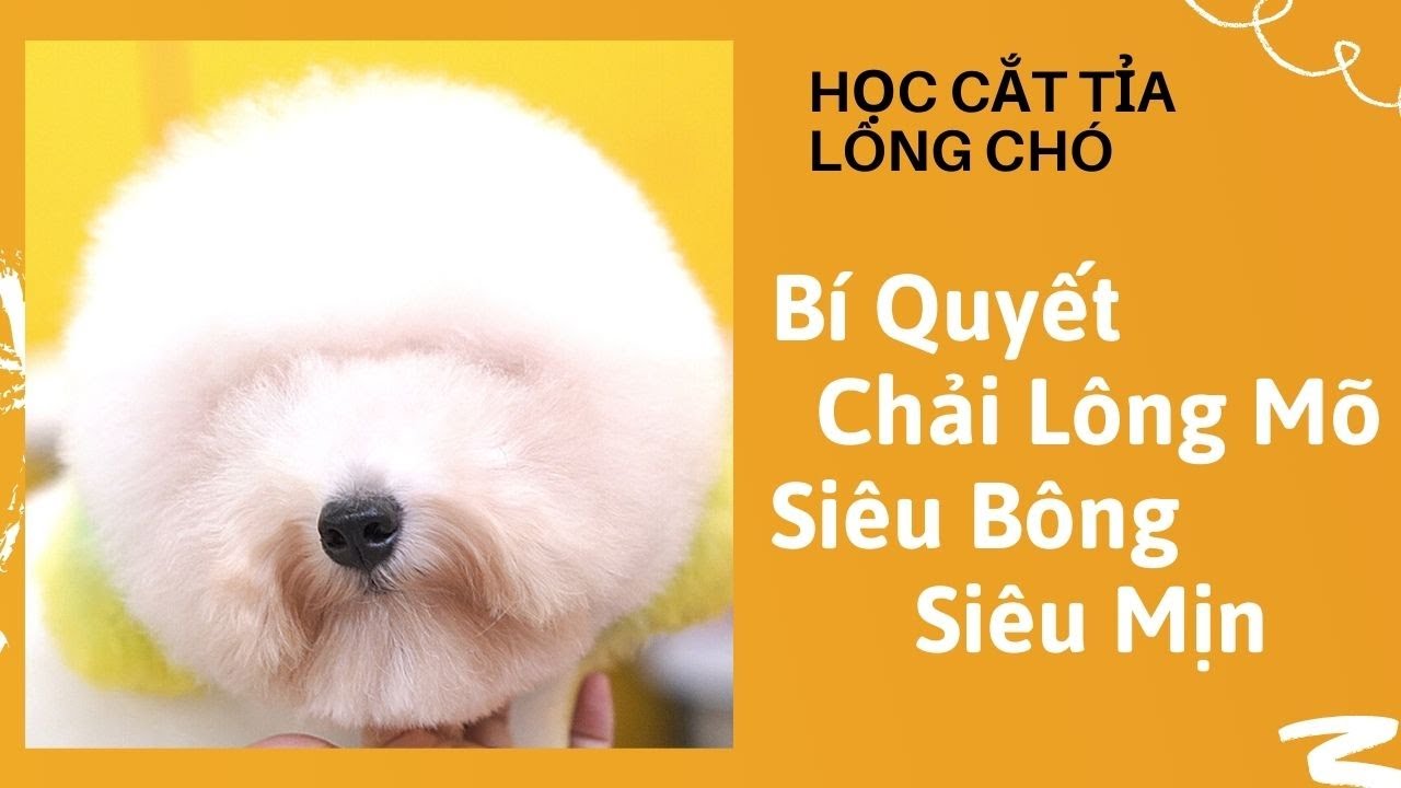HỌC CẮT TỈA LÔNG CHÓ | Hướng Dẫn Chải Lông Đầu Cho Chó... - youtube