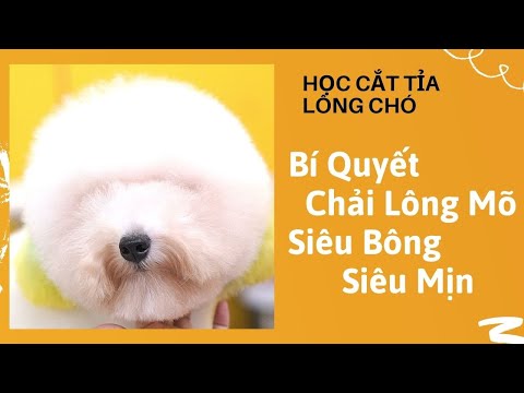 Video HỌC CẮT TỈA LÔNG CHÓ | Hướng Dẫn Chải Lông Đầu Cho Chó... - YouTube