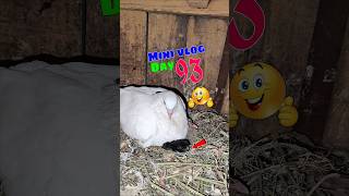 Murgi ka baccha Nikal Aaya 😮 Mini vlog Day 93 🤩🔥||#shorts #pigeon #shortfeed #minivlog #vlog