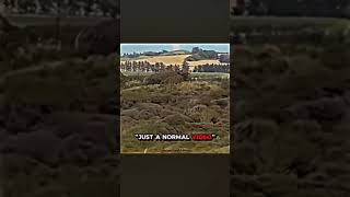 Peppa Pig House Spotted In Real Life