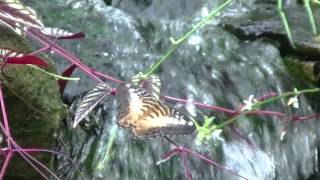 butterfly exhibit @ krohn conservatory