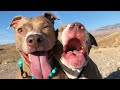 The many differences between my male and female pit bulls