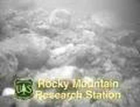 Viewing Bedload Movement in a Mountain Gravel-bed Stream