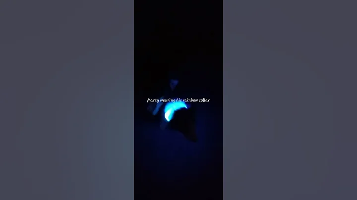 Marty wearing his rainbow  collar for night time w...