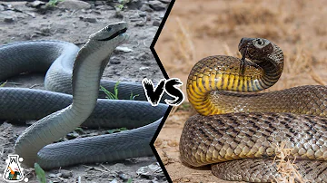 BLACK MAMBA VS INLAND TAIPAN - Which is the most deadly and powerful?