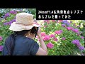 【広角レンズでアジサイ撮影】24mmF1.4ナノクリ単焦点！満開のあじさい畑で撮影してみた！撮影のポイント、順光と逆光の違い解説！ナノクリレンズの魅力の解説は全くないです【服部農園あじさい屋敷】