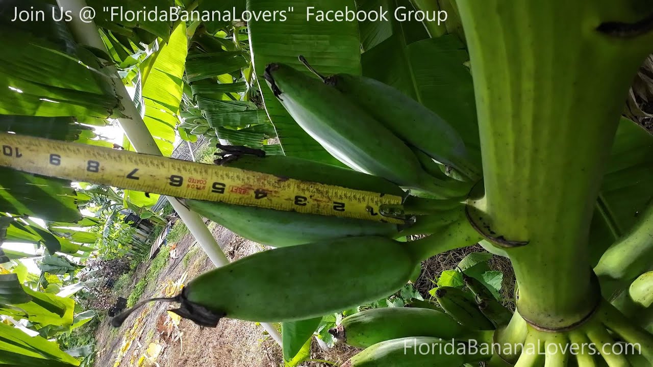 How big do Dwarf Banana Plants Get, Size, Width, and Fruit Size YouTube