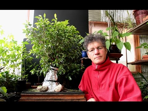 Video: Ficus Bonsai (43 Bilder): Hvordan Lage Et Tre Av Mikrokarp? Hjemmehjelp. Hva Om Planten Kaster Blader?