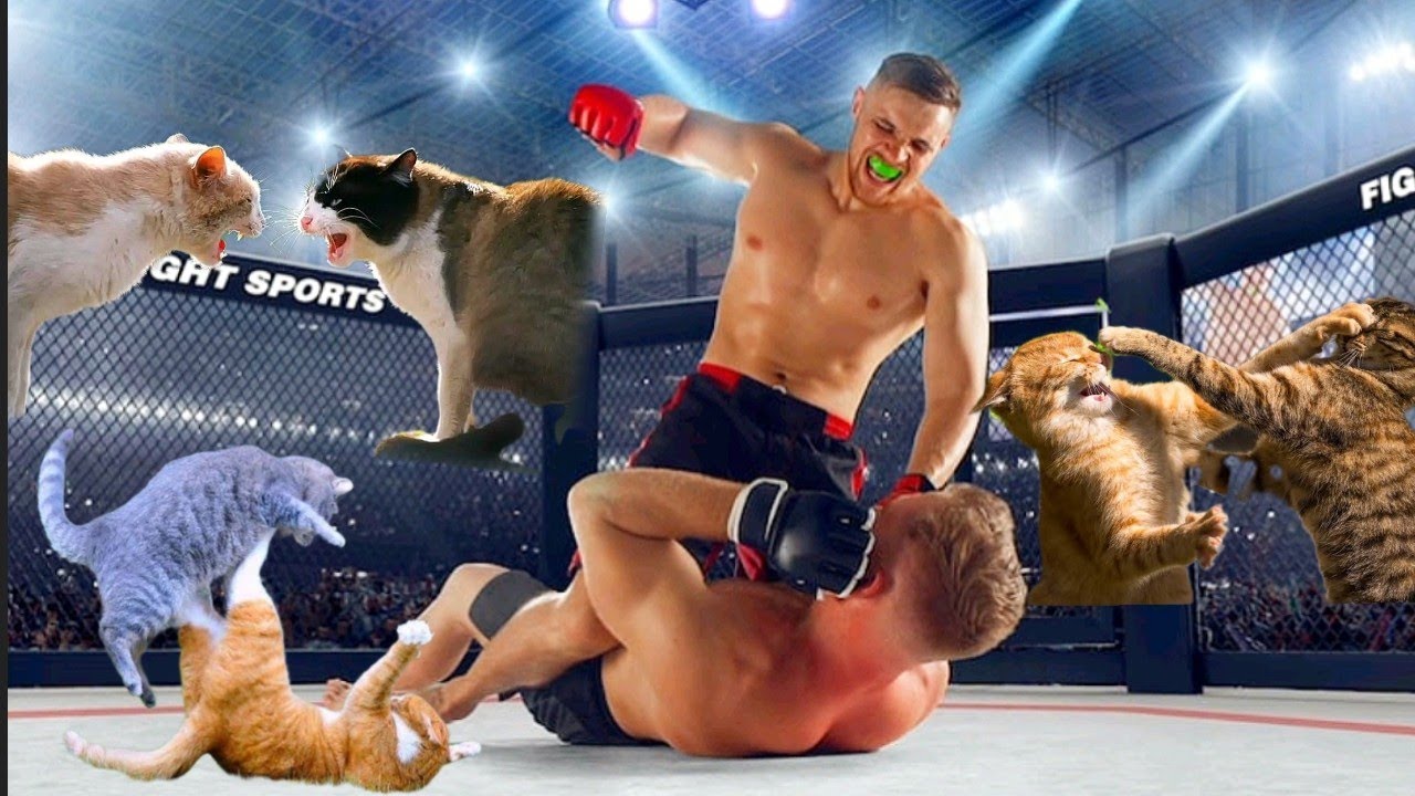 Müthiş kedi kavgası | 🤯 mma kedi dövüşü |  funny Cat fighting 🤯 