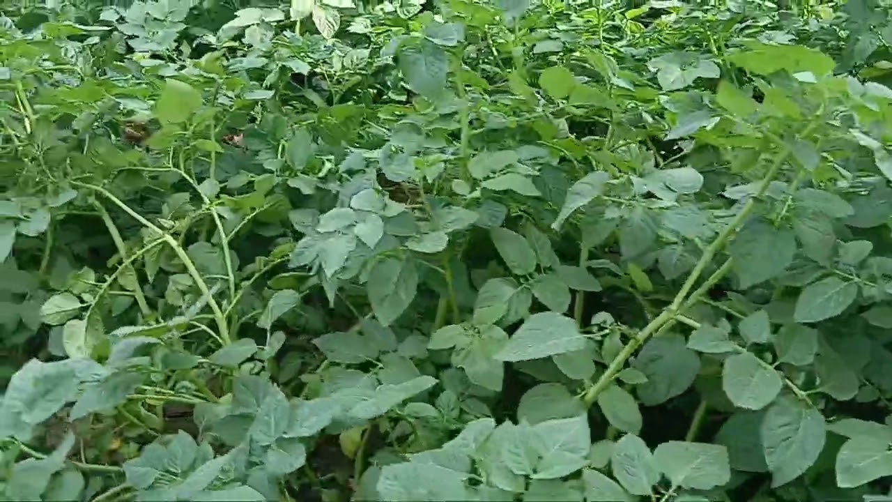 গোল আলু চাষের তথ্য আলোচনা করা হলো 