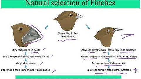 5090 CH 17 INHERITANCE VIDEO 3 SYLLABUS 2023