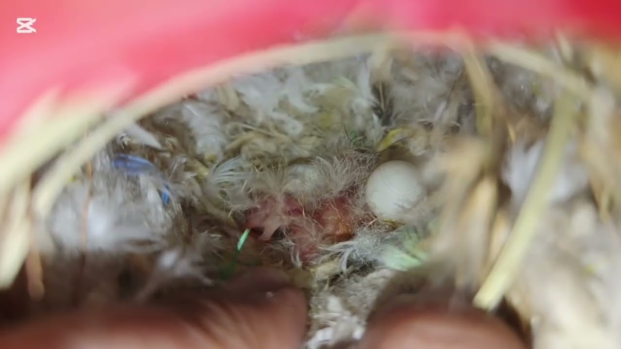 دخلنا بيض، الببغاء، للفقاسة 🤣 كمل الفيديو للاخير