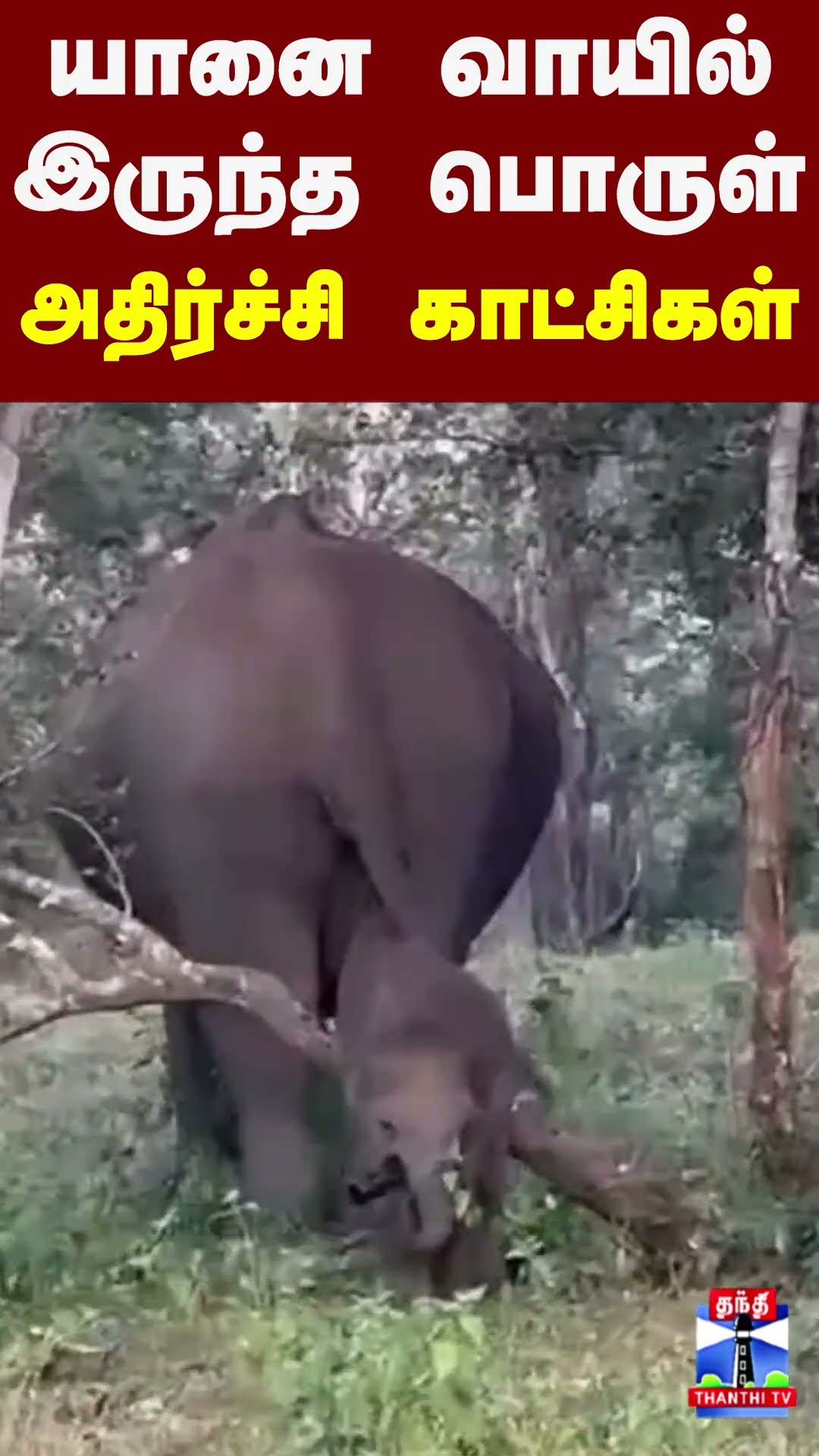 குட்டி யானையிடம் இருந்த அந்த பொருள் - அதிர்ச்சி காட்சிகள்