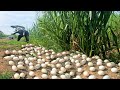  Wow unique  -A farmer picked a lot of duck eggs from a sweet grass patch.
