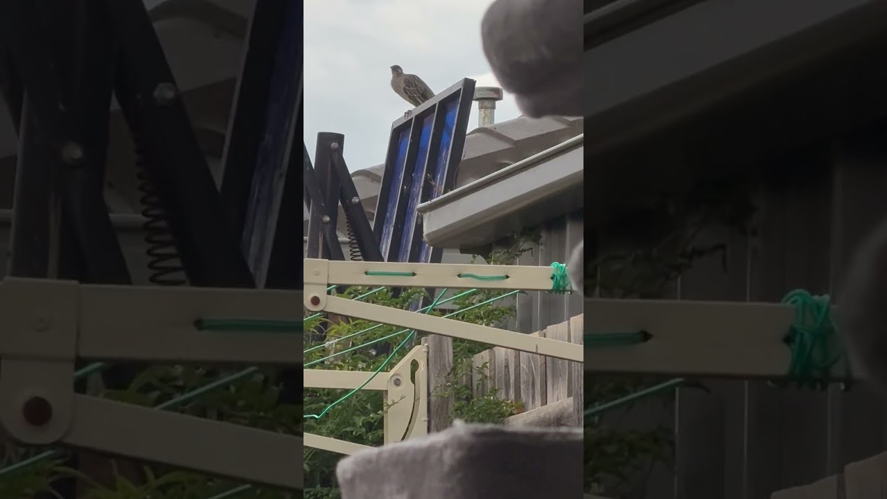 Baby crow came back. Also black crows have come to eat lol