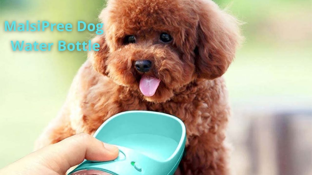 MalsiPree Dog Water Bottle YouTube