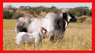 🔴 RANCHO EL COPOSO ganado Brahman en Mexico ✅ (ganaderia bovina)