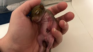 Baby squirrel update  3 1/2 weeks old: feeding & morning after splint removal for broken arm