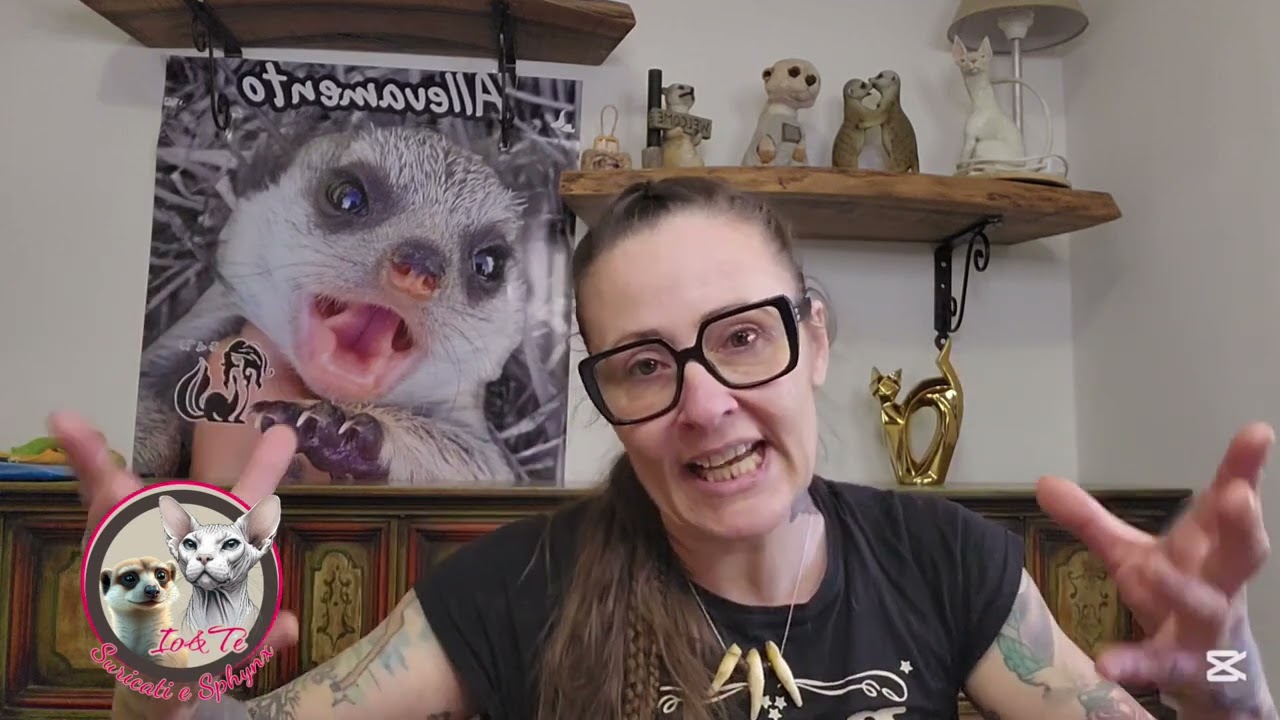 Convivenza suricato altri animali