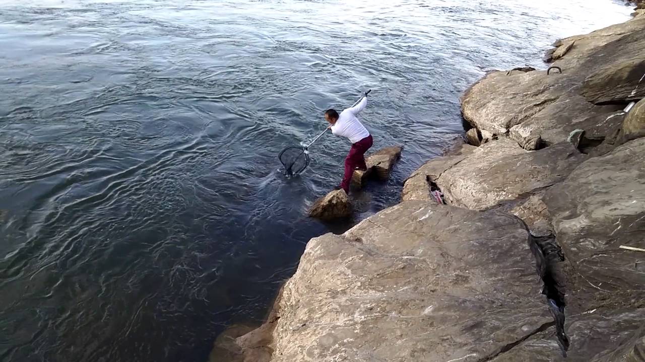 40 inch striper. 31 lbs. Tn YouTube