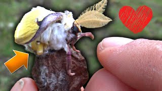 Watch how a Luna Moth is born from its COCOON!