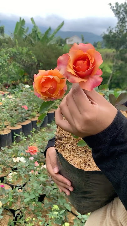 Cara merawat bunga mawar di daerah panas dan kering #tips #rose #flowers #care #mawar
