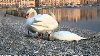 Swans Fighting This morning 2