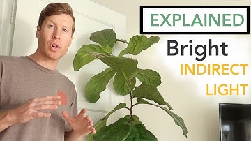 What is Bright Indirect Light?