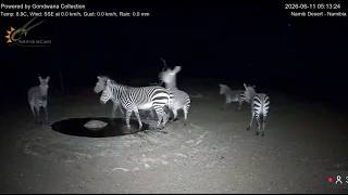 Why Did the Zebra Herd Suddenly Explode Into Panic?